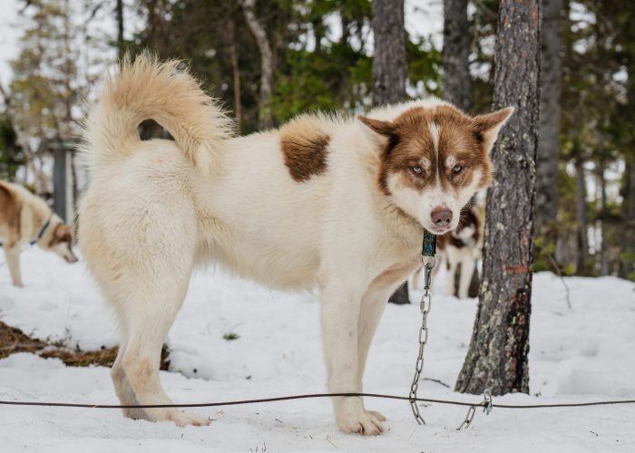 Grönlandhund auf einer Hundeschlitten Husky Tour in Schweden