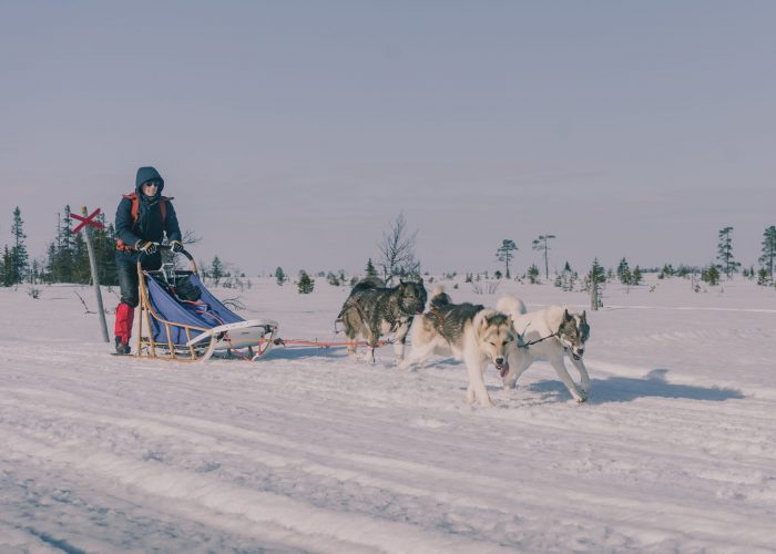 Grönlandhunde ziehen einen Hundeschlitten bei einer Husky Tour in Jämtland, Schweden