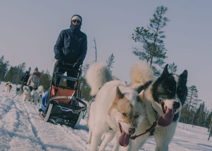 Grönlandhunde ziehen einen Hundeschlitten bei einer Husky Tour in Jämtland, Schweden