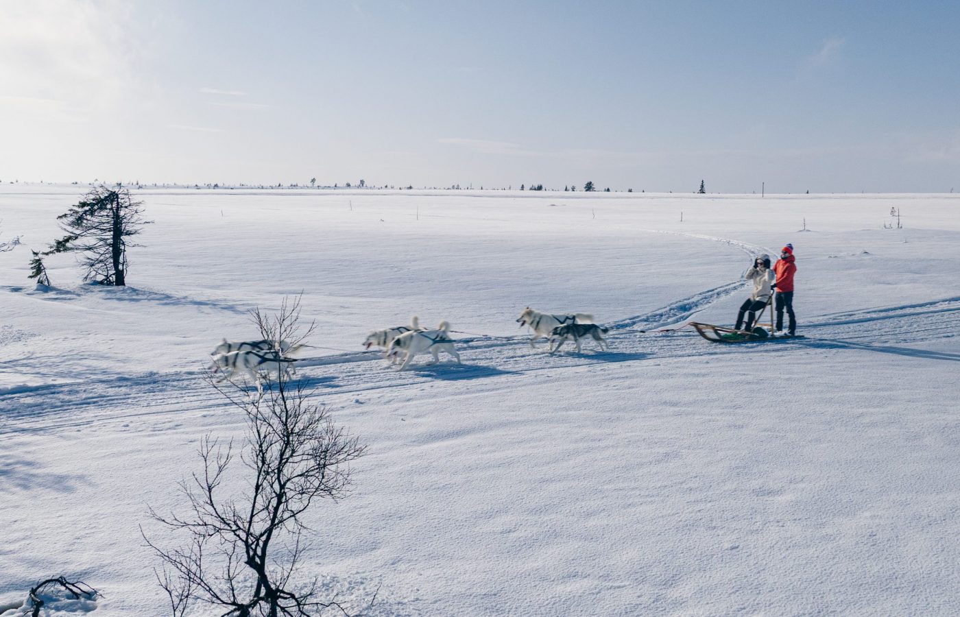 Grönlandhunde ziehen einen Hundeschlitten bei einer Husky Tour in Jämtland, Schweden