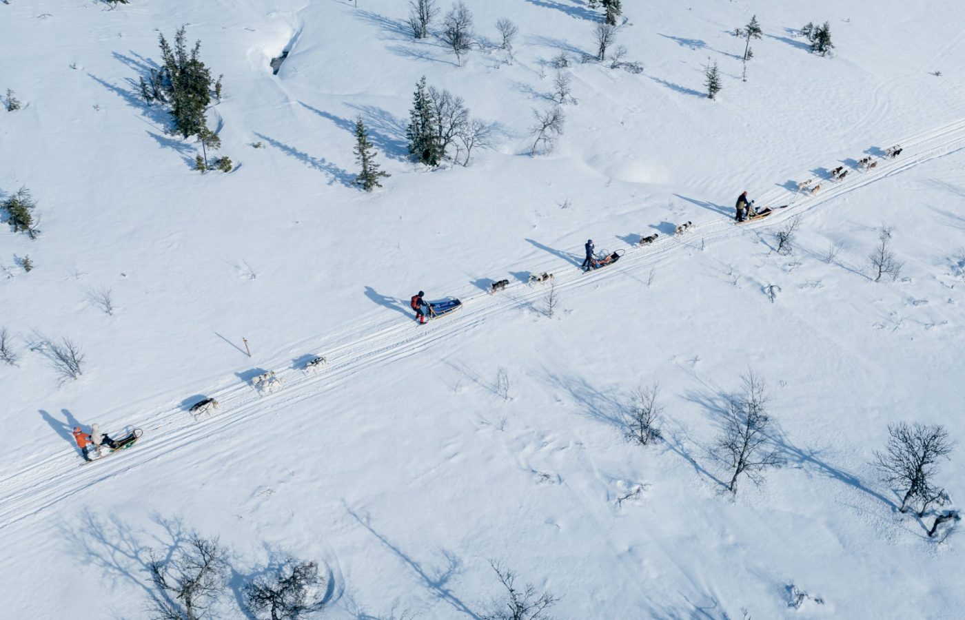 drohnenaufnahme Grönlandhunde ziehen einen Hundeschlitten bei einer Husky Tour in Jämtland, Schweden