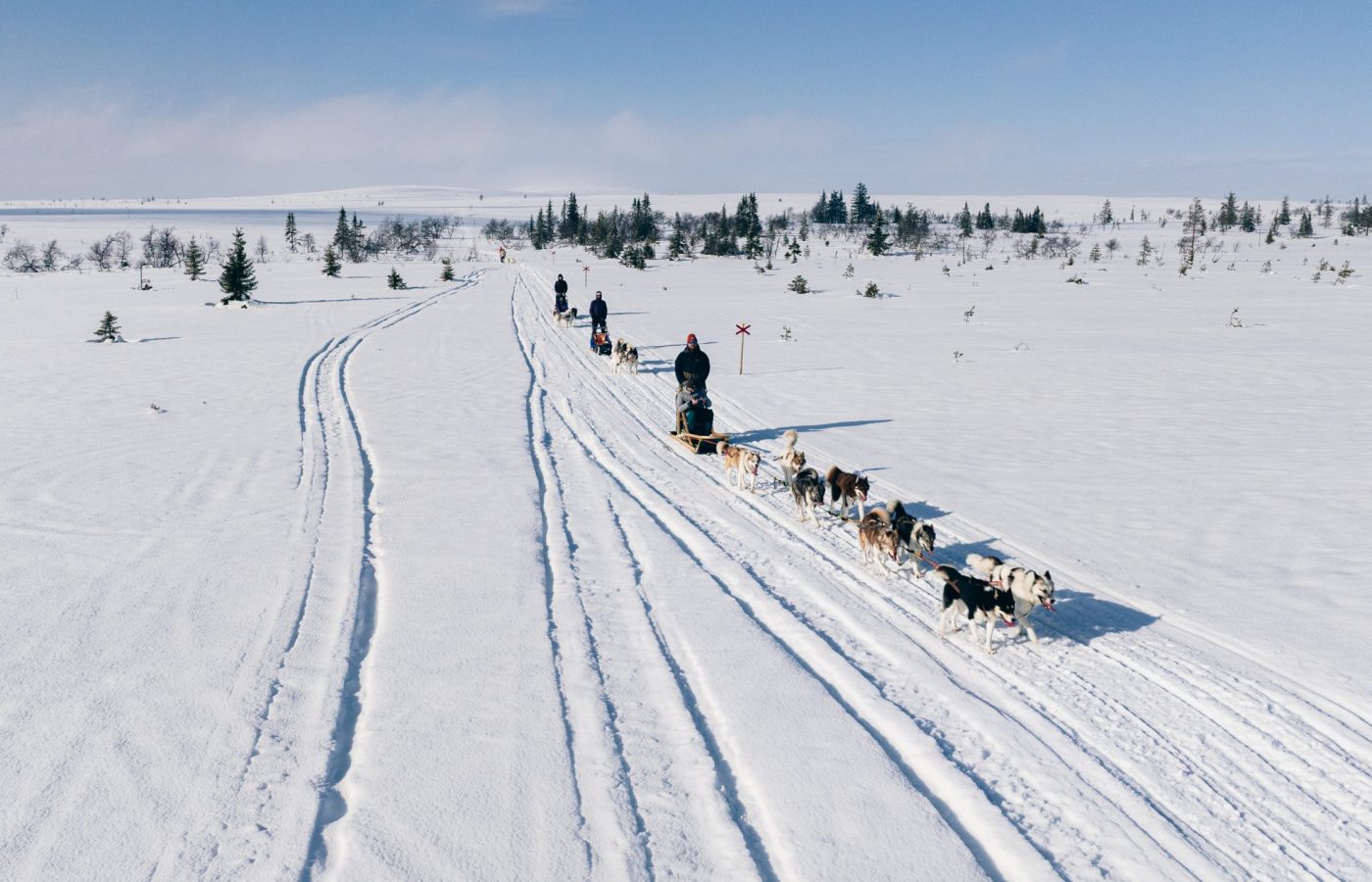 drohnenaufnahme Grönlandhunde ziehen einen Hundeschlitten bei einer Husky Tour in Jämtland, Schweden