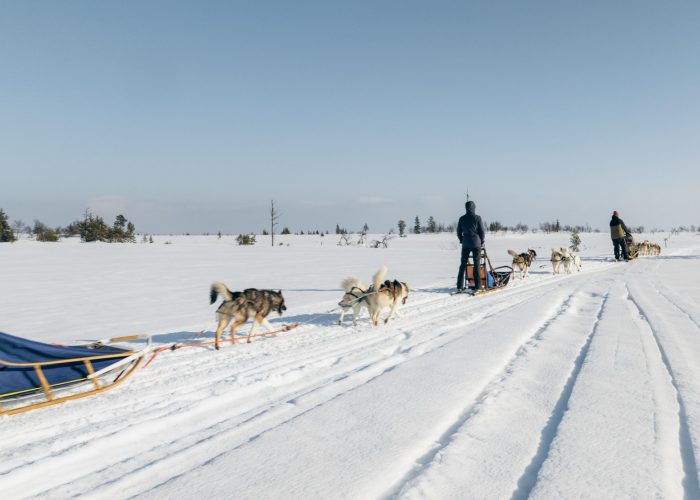 Grönlandhunde ziehen einen Hundeschlitten bei einer Husky Tour in Jämtland, Schweden