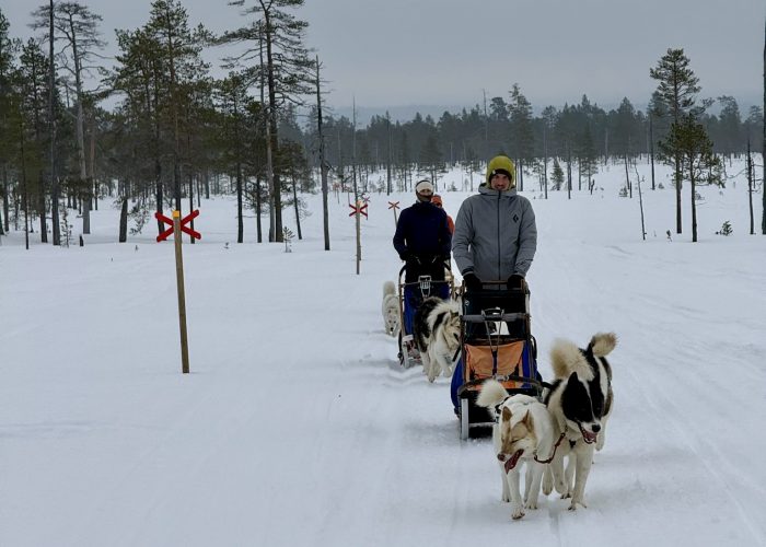 Grönlandhunde ziehen einen Hundeschlitten bei einer Tour in Jämtland, Schweden