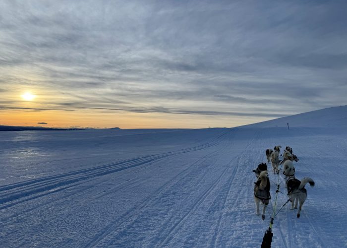 Grönlandhunde ziehen einen Hundeschlitten bei einer Tour in Jämtland, Schweden